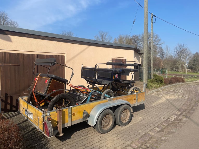 Drum-Horse Hongre 4 Ans 174 cm Pinto in Bad Lauchstädt