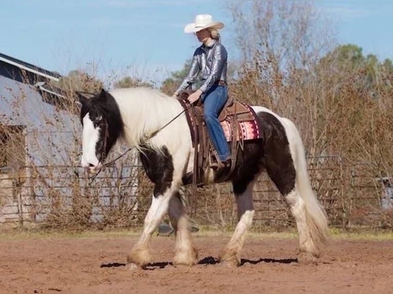 Drum-Horse Hongre 7 Ans 173 cm in Huntsville, TX