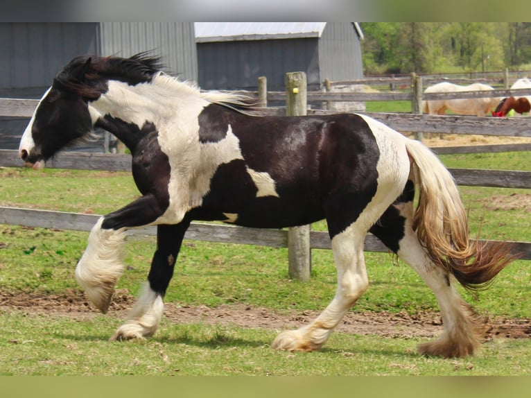Drum-Horse Jument 2 Ans 163 cm Tobiano-toutes couleurs in Ortonville