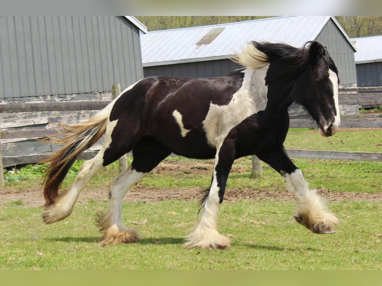 Drum-Horse Jument 2 Ans 163 cm Tobiano-toutes couleurs in Ortonville
