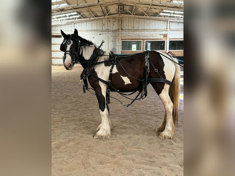 Drum-Horse Jument 2 Ans 163 cm Tobiano-toutes couleurs in Ortonville