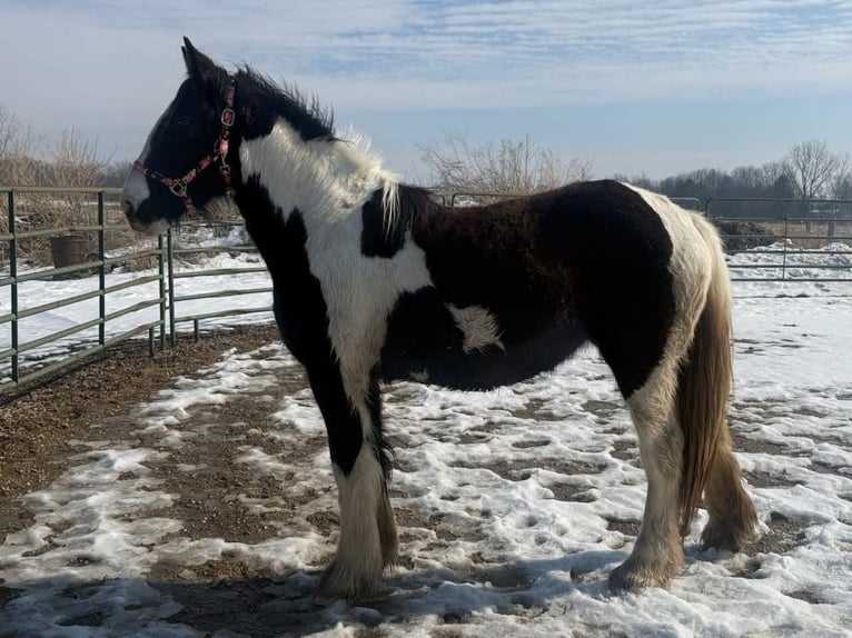 Drum-Horse Jument 2 Ans 163 cm Tobiano-toutes couleurs in Ortonville
