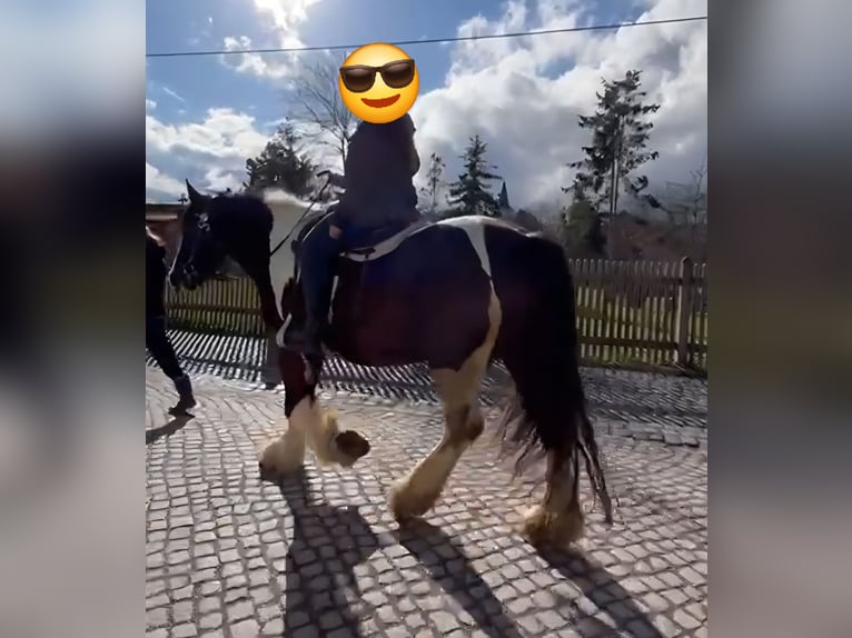 Drum-Horse Jument 7 Ans 175 cm Tobiano-toutes couleurs in Udestedt