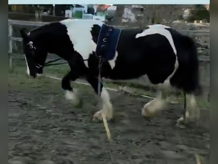 Drum-Horse Jument 7 Ans 175 cm Tobiano-toutes couleurs in Udestedt