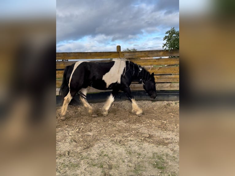 Drum-Horse Jument 7 Ans 175 cm Tobiano-toutes couleurs in Udestedt