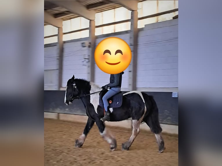 Drum-Horse Jument 7 Ans 175 cm Tobiano-toutes couleurs in Udestedt