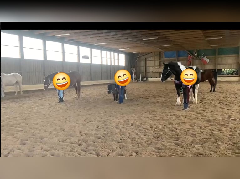 Drum-Horse Jument 7 Ans 175 cm Tobiano-toutes couleurs in Udestedt