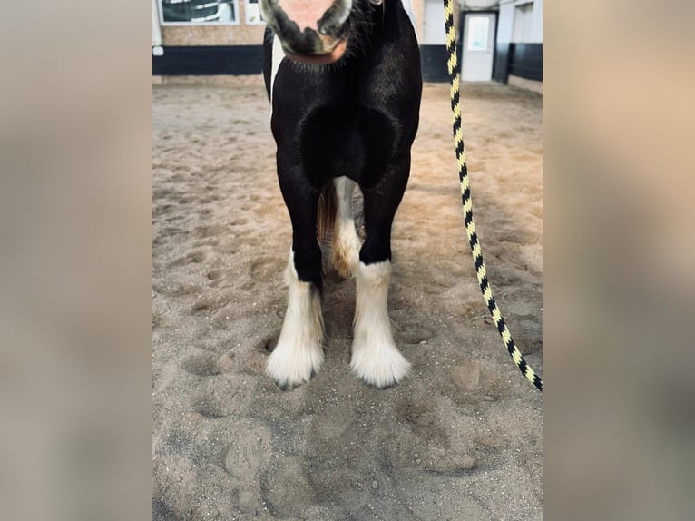 Drum Horse Klacz 2 lat 163 cm Tobiano wszelkich maści in Ortonville