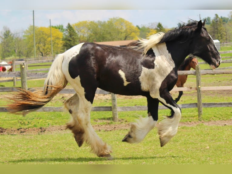 Drum Horse Klacz 2 lat 163 cm Tobiano wszelkich maści in Ortonville