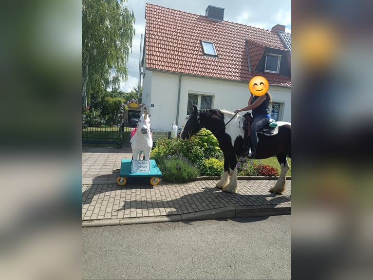 Drum Horse Klacz 7 lat 175 cm Tobiano wszelkich maści in Udestedt