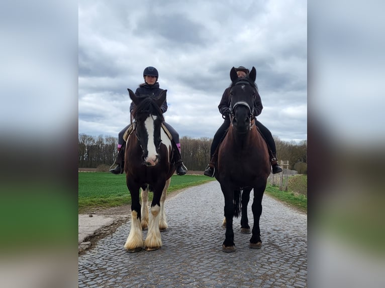 Drum Horse Klacz 7 lat 175 cm Tobiano wszelkich maści in Udestedt