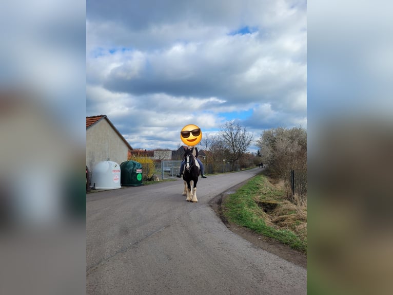 Drum Horse Klacz 7 lat 175 cm Tobiano wszelkich maści in Udestedt