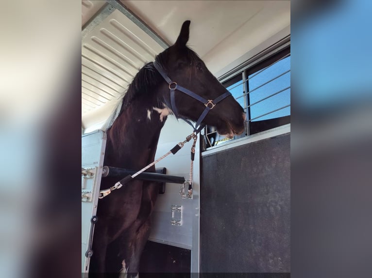 Drum Horse Klacz 7 lat 175 cm Tobiano wszelkich maści in Udestedt