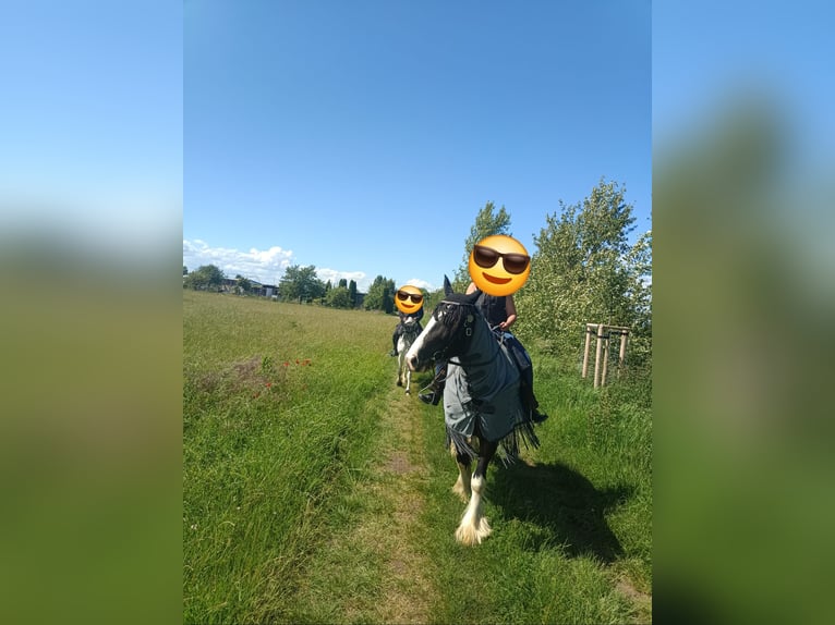 Drum Horse Klacz 7 lat 175 cm Tobiano wszelkich maści in Udestedt