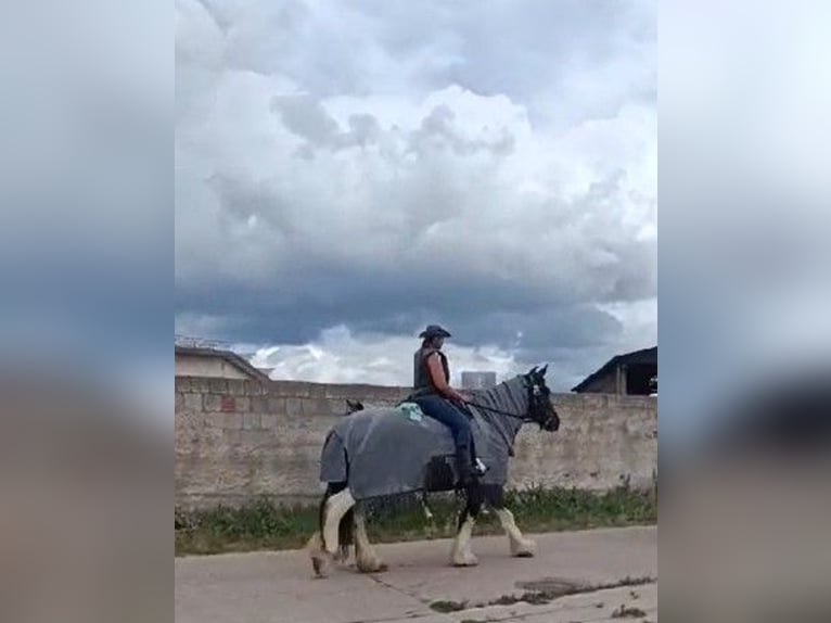 Drum Horse Klacz 7 lat 175 cm Tobiano wszelkich maści in Udestedt