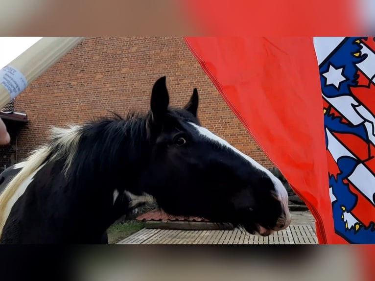 Drum Horse Klacz 7 lat 175 cm Tobiano wszelkich maści in Udestedt