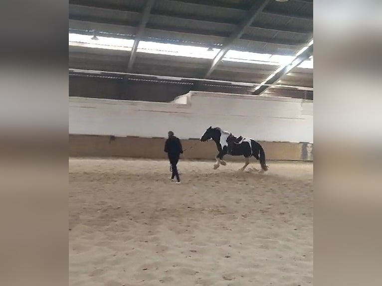 Drum Horse Klacz 7 lat 175 cm Tobiano wszelkich maści in Udestedt