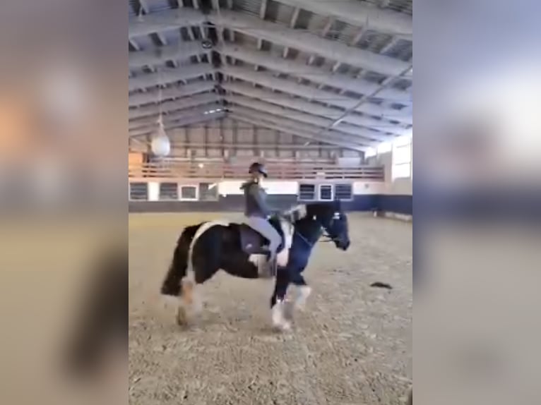 Drum Horse Klacz 7 lat 175 cm Tobiano wszelkich maści in Udestedt