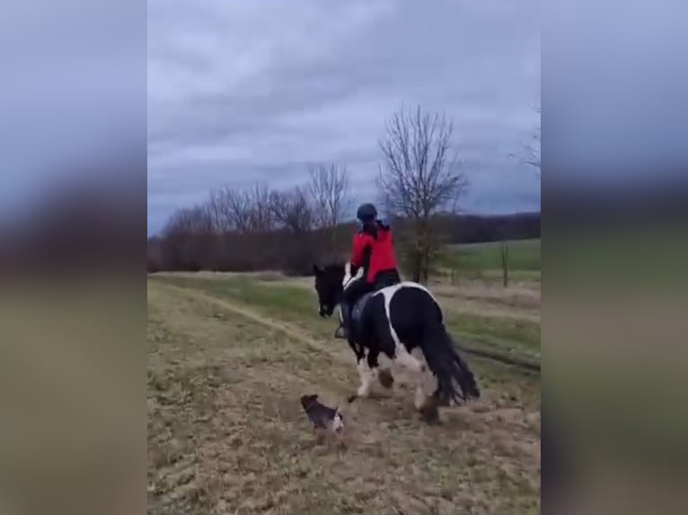 Drum Horse Klacz 7 lat 175 cm Tobiano wszelkich maści in Udestedt