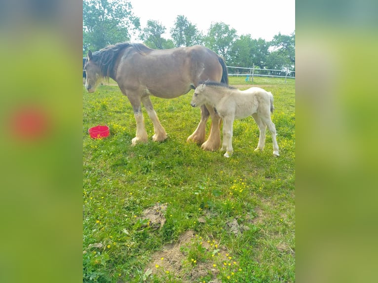 Drum Horse Mare 1 year Dun in SAINTE GEMME