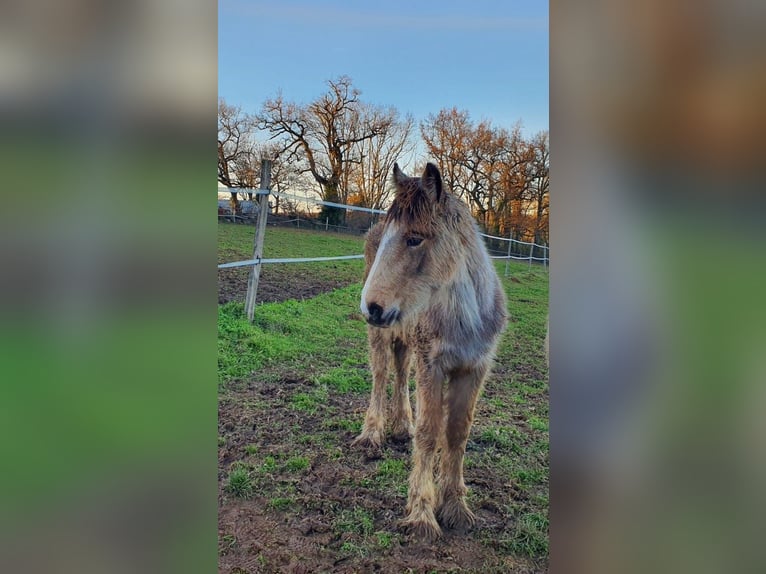 Drum Horse Mare 1 year Dun in SAINTE GEMME