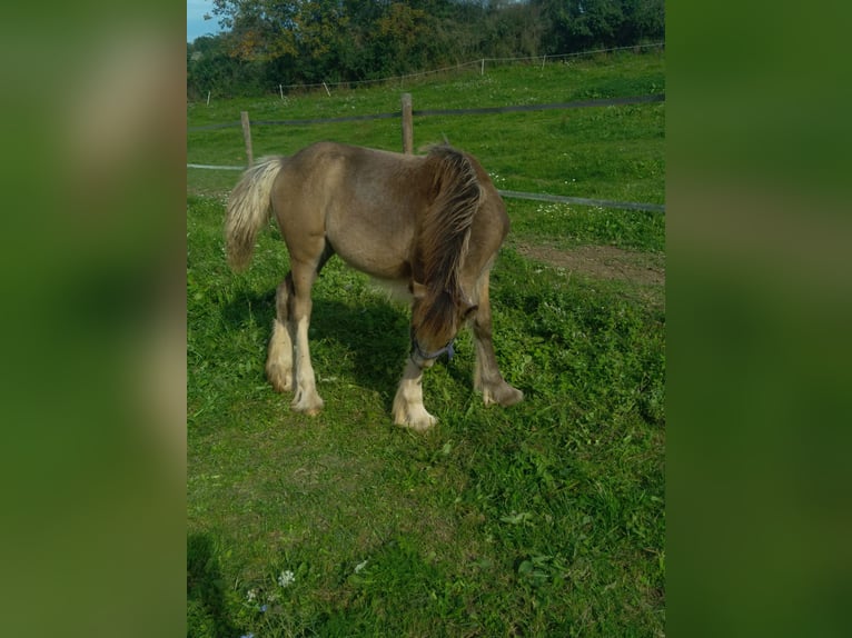 Drum Horse Mare 1 year Dun in SAINTE GEMME