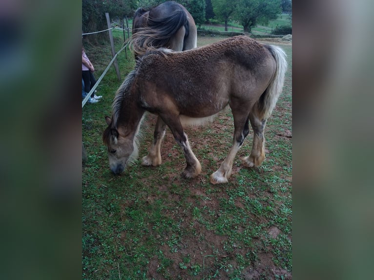 Drum Horse Mare 1 year Dun in SAINTE GEMME