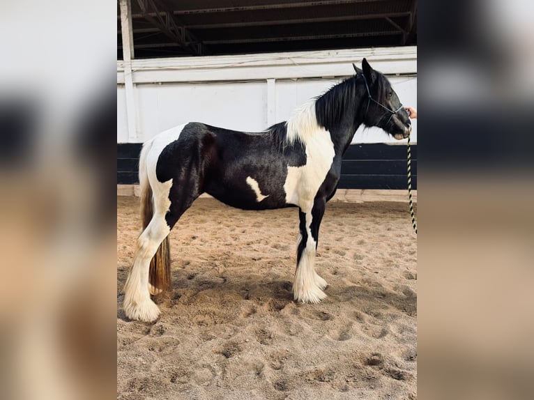 Drum Horse Mare 2 years 16 hh Tobiano-all-colors in Ortonville