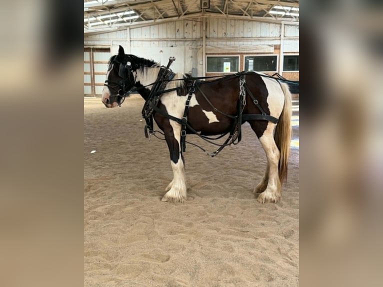 Drum Horse Mare 2 years 16 hh Tobiano-all-colors in Ortonville