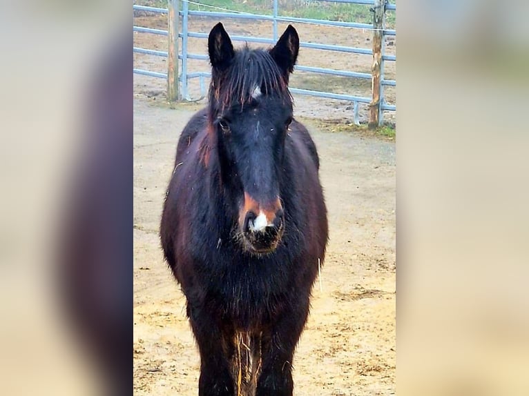 Drum Horse Mare 3 years 17 hh Black in Reigoldswil