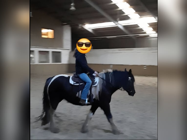 Drum Horse Mare 7 years 17 hh Tobiano-all-colors in Udestedt