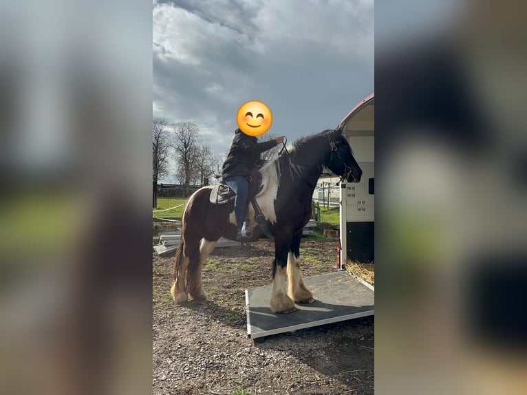 Drum Horse Mare 7 years 17 hh Tobiano-all-colors in Udestedt