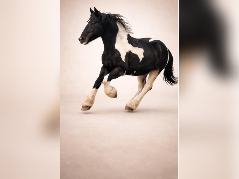 Drum Horse Mare 7 years 17 hh Tobiano-all-colors in Udestedt