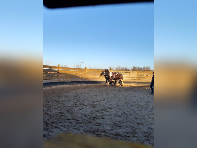 Drum Horse Mare 7 years 17 hh Tobiano-all-colors in Udestedt