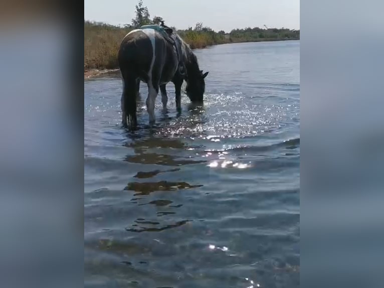 Drum Horse Mare 7 years 17 hh Tobiano-all-colors in Udestedt