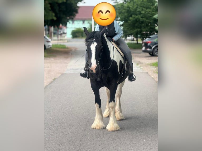 Drum Horse Mare 7 years 17 hh Tobiano-all-colors in Udestedt