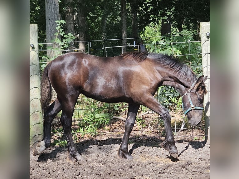 Drum Horse Mix Mare Foal (04/2026) Chestnut in Bridgeton