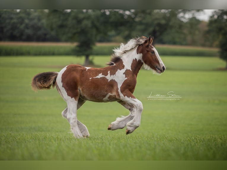 Drum Horse Mare Foal (05/2025) Pinto in Uelsen