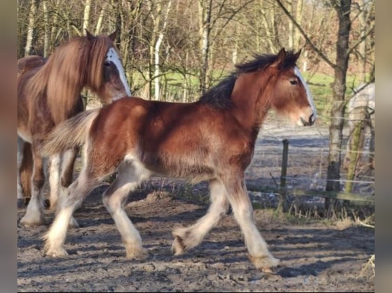 Drum Horse Merrie 1 Jaar 175 cm Bruin in Großefehn