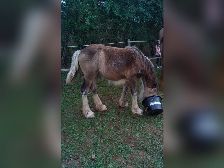 Drum Horse Merrie 1 Jaar Falbe in SAINTE GEMME