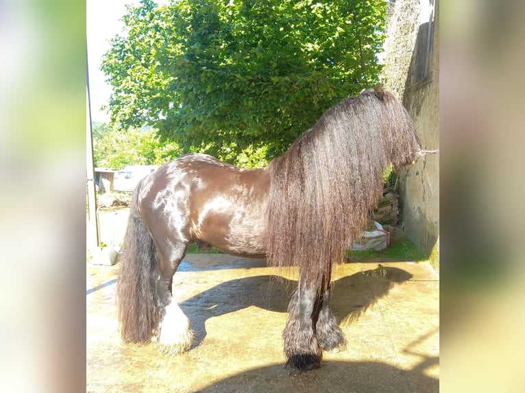 Drum Horse Merrie 1 Jaar Falbe in SAINTE GEMME