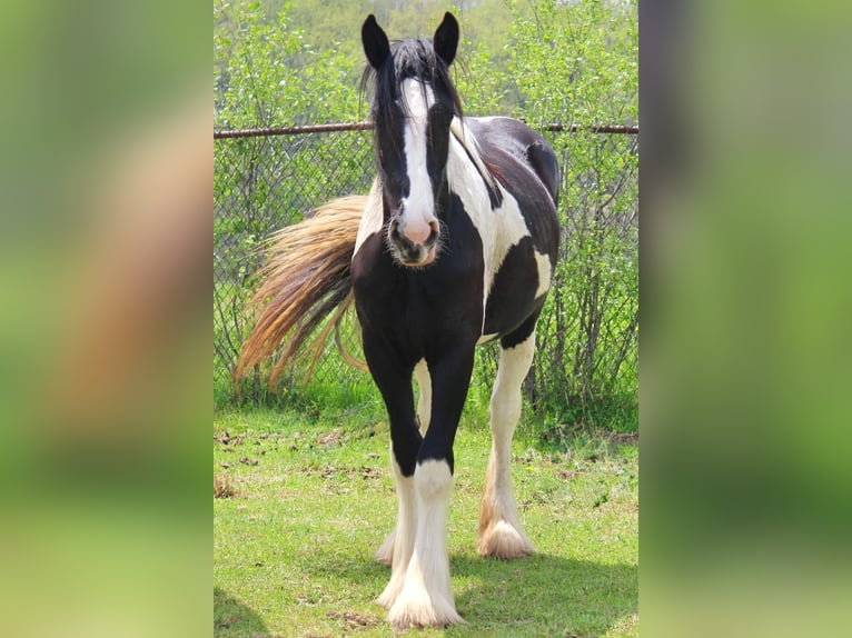 Drum Horse Merrie 2 Jaar 163 cm Tobiano-alle-kleuren in Ortonville