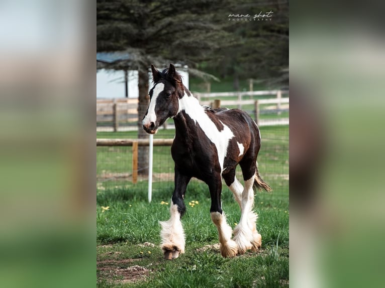 Drum Horse Merrie 2 Jaar 163 cm Tobiano-alle-kleuren in Ortonville