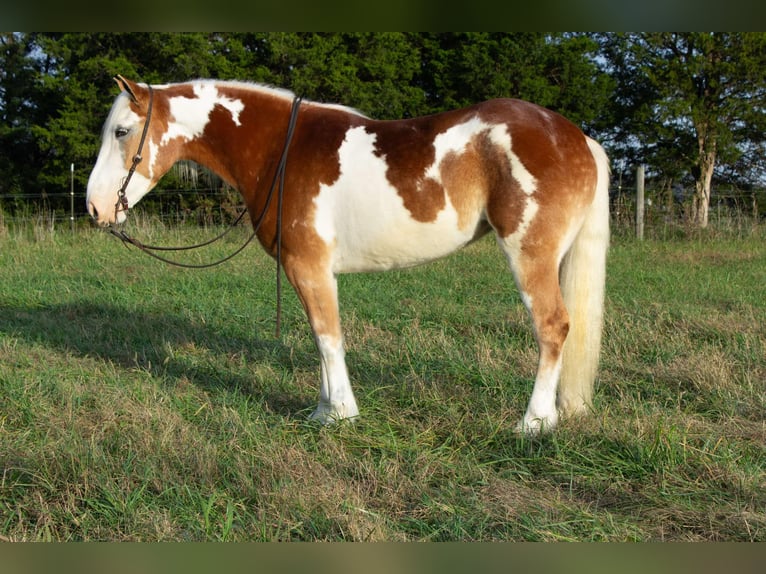 Drum Horse Merrie 4 Jaar 163 cm Donkere-vos in Greensburg KY