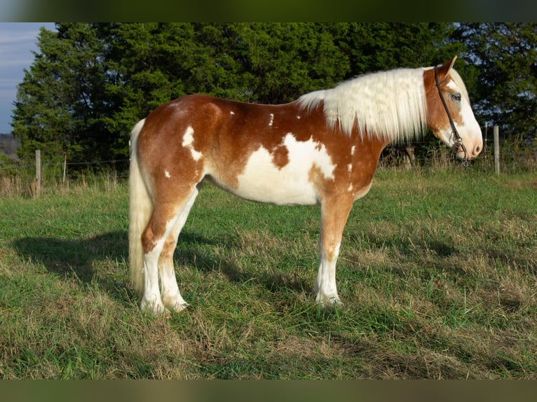 Drum Horse Merrie 4 Jaar 163 cm Donkere-vos in Greensburg KY