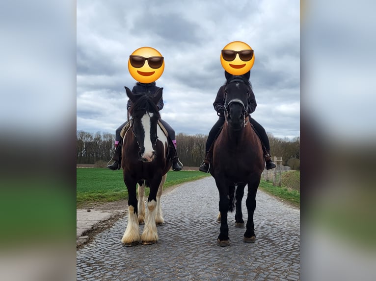 Drum Horse Merrie 7 Jaar 175 cm Tobiano-alle-kleuren in Udestedt