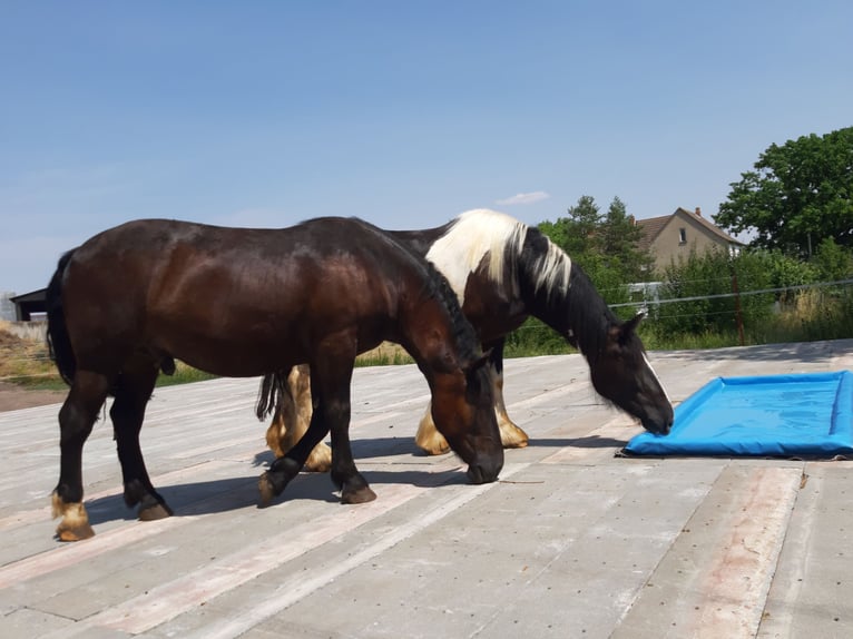 Drum Horse Merrie 7 Jaar 175 cm Tobiano-alle-kleuren in Udestedt