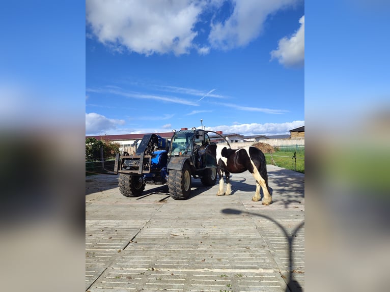 Drum Horse Merrie 7 Jaar 175 cm Tobiano-alle-kleuren in Udestedt