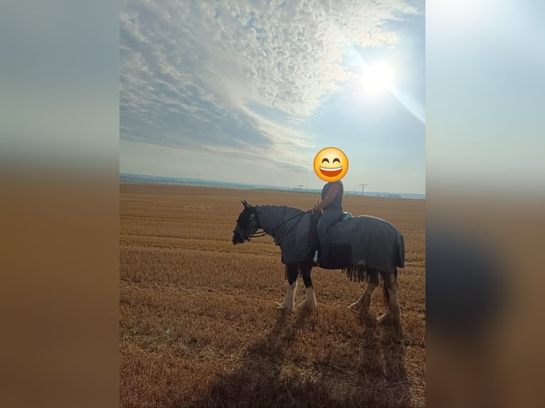 Drum Horse Merrie 7 Jaar 175 cm Tobiano-alle-kleuren in Udestedt