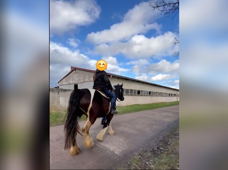 Drum Horse Merrie 7 Jaar 175 cm Tobiano-alle-kleuren in Udestedt